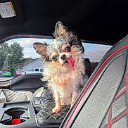 Khaleesi is registered to the contest to win money with this photo: dog, small_dog, chihuahua, tongue_out, car_interior, car_seat, black_leather, red_stitching, cushion, window, suburban, house, trees, daylight, pet, cute, fluffy, animal, companion, vehicle