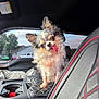 dog, small_dog, chihuahua, tongue_out, car_interior, car_seat, black_leather, red_stitching, cushion, window, suburban, house, trees, daylight, pet, cute, fluffy, animal, companion, vehicle