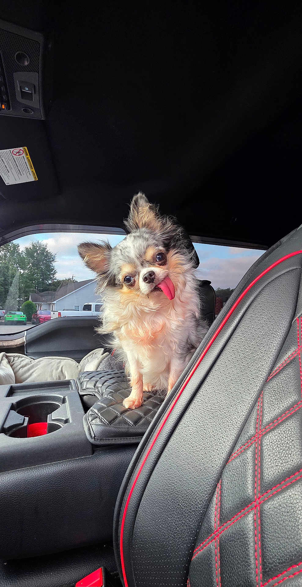 Khaleesi is registered to the contest to win money with this photo: dog, small_dog, chihuahua, tongue_out, car_interior, car_seat, black_leather, red_stitching, cushion, window, suburban, house, trees, daylight, pet, cute, fluffy, animal, companion, vehicle