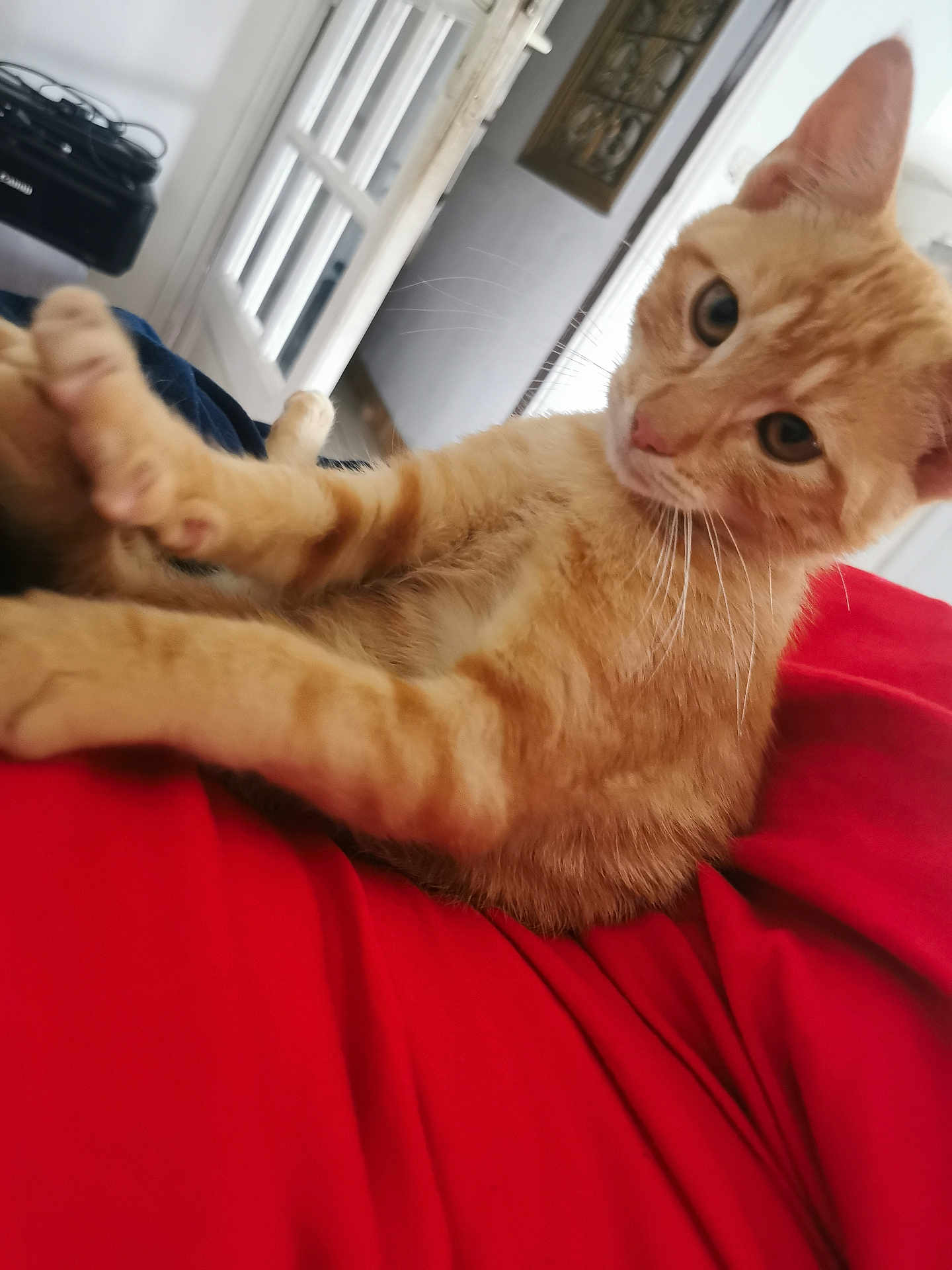 Simba