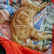 Simba participe au concours pour gagner de l'argent avec cette photo : cat, ginger_cat, sleeping, bed, blanket, patterned_blanket, orange_fur, pet, domestic_animal, feline, resting, cozy, fur, tail, paws, indoor, comfort, relaxation, animal, cute