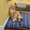 Tigger is registered to the contest to win money with this photo: cat, orange_tabby, pet, animal, indoor, yellow_wall, blanket, plaid_pattern, cozy, relaxed, litter_box, denim_clothing, floor, wood_floor, curious, sitting, paw, feline, home, resting