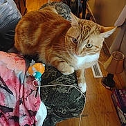 Tigger is registered to the contest to win money with this photo: cat, orange_tabby, couch, cat_toy, person, pink_shirt, wooden_floor, lamp, indoor, relaxed, pet, furniture, cozy, animal, toy, domestic, resting, patterned_fabric, home, casual