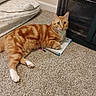 Tigger joined the competition — help win amazing prizes! cat, orange_tabby, carpet, indoor, pet, feline, resting, curious, papers, pen, heater, bedding, floral_pattern, white_paws, fur, cute, animal, domestic, relaxed, looking