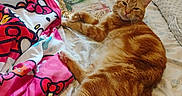 Tigger is registered to the contest to win money with this photo: cat, orange_tabby, bed, blanket, hello_kitty, floral_sheet, plastic_bag, indoor, pet, feline, relaxed, lying_down, cozy, fur, cute, domestic_animal, whiskers, tail, pillow, room