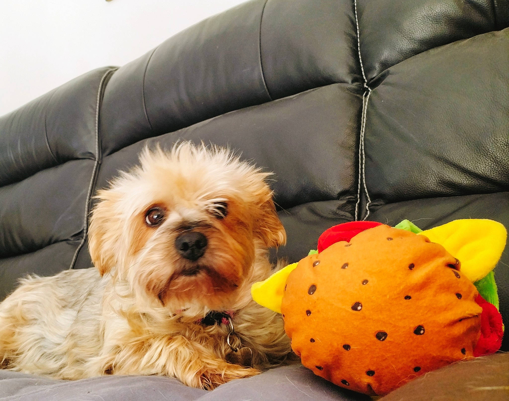 Clochette a rejoint le concours — aidez-le/la à gagner de superbes lots ! canidae, carnivore, comfort, companion_dog, couch, dog, dog_breed, dog_supply, fawn, fruit, fur, pillow, snout, sporting_group, stuffed_toy, throw_pillow, toy, toy_dog, vertebrate, working_animal