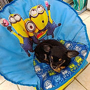 Bianka a rejoint le concours — aidez-le/la à gagner de superbes lots ! puppy, dog, minions, chair, blue, black, tan, cute, sleepy, pet, indoor, tile_floor, colorful, fabric, cartoon, small, resting, fur, animal, cozy
