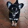 Bianka a rejoint le concours — aidez-le/la à gagner de superbes lots ! puppy, dog, black, tan, cute, small, ears, floor, hexagonal_tiles, indoor, pet, animal, fur, looking, sitting, young, adorable, curious, front_view, close_up