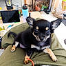 Bianka a rejoint le concours — aidez-le/la à gagner de superbes lots ! puppy, dog, chihuahua, pet, lap, indoor, plant, water_bottle, lantern, person, clothing, black_fur, tan_fur, small_dog, cute, animal, floor, table, sitting, relaxed