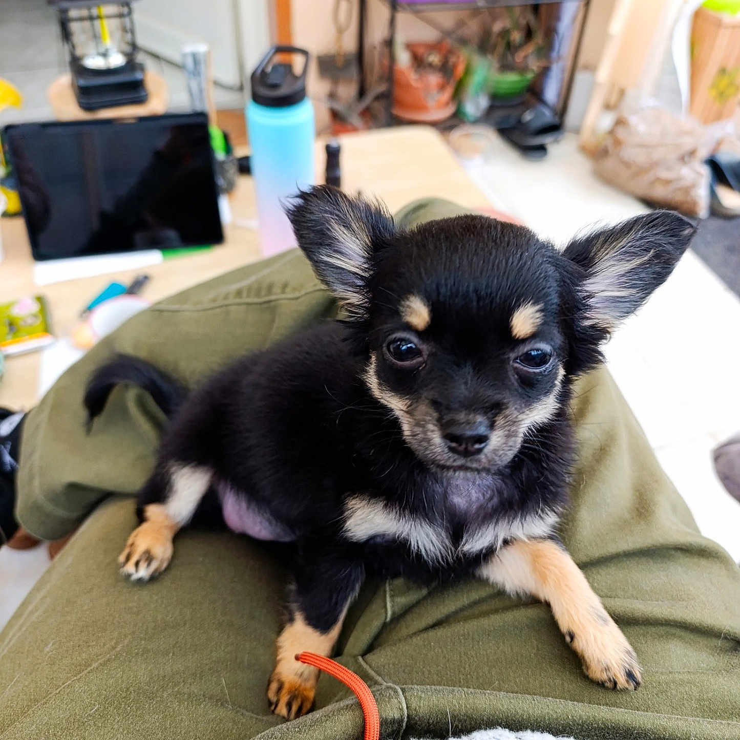 Bianka a rejoint le concours — aidez-le/la à gagner de superbes lots ! puppy, dog, chihuahua, pet, lap, indoor, plant, water_bottle, lantern, person, clothing, black_fur, tan_fur, small_dog, cute, animal, floor, table, sitting, relaxed