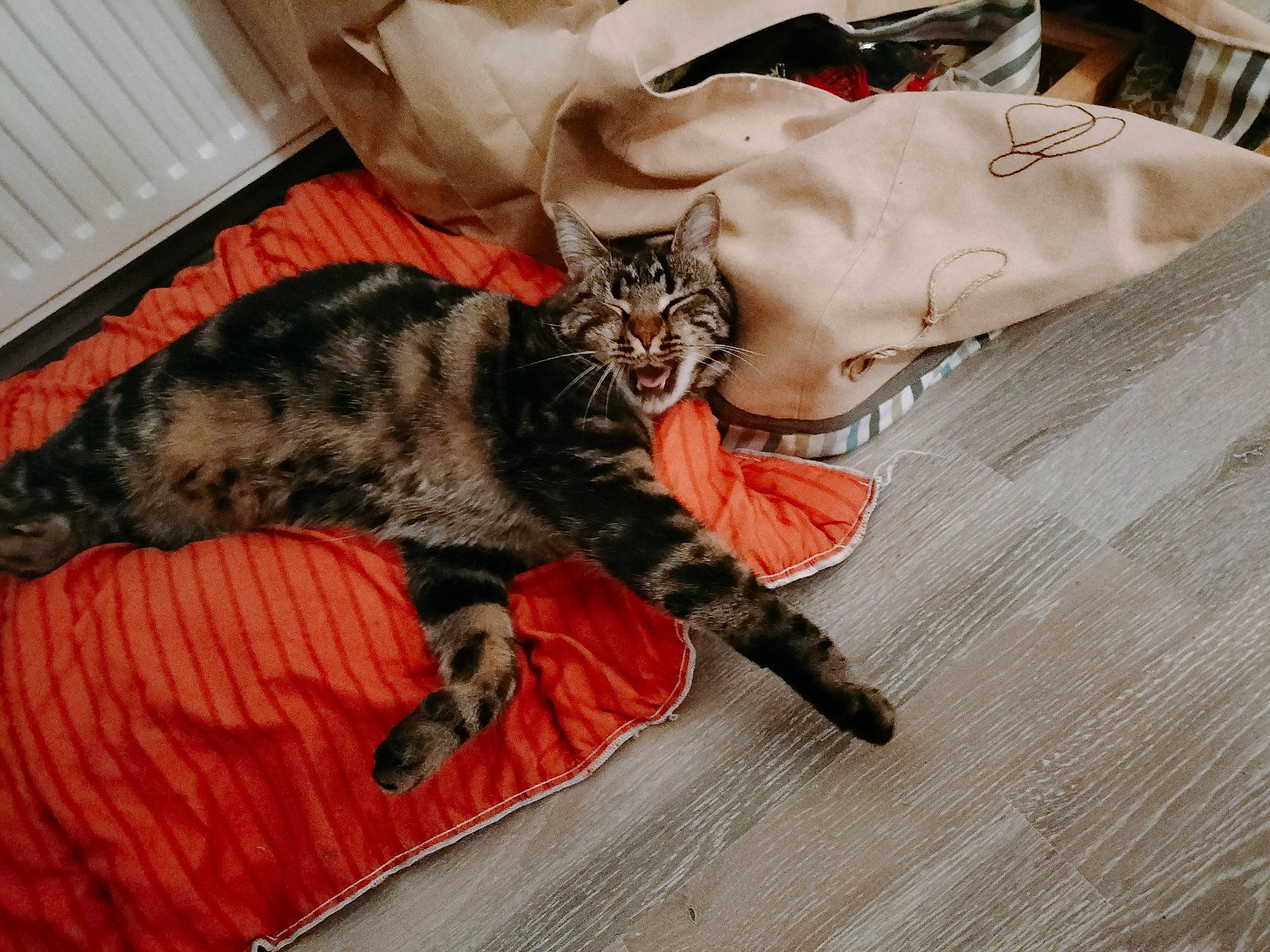 Shypie participe au concours pour gagner de l'argent avec cette photo : carnivore, cat, claw, comfort, domestic_short_haired_cat, fawn, felidae, flooring, fur, hardwood, linens, nap, paw, small_to_medium_sized_cats, tail, terrestrial_animal, whiskers, wood