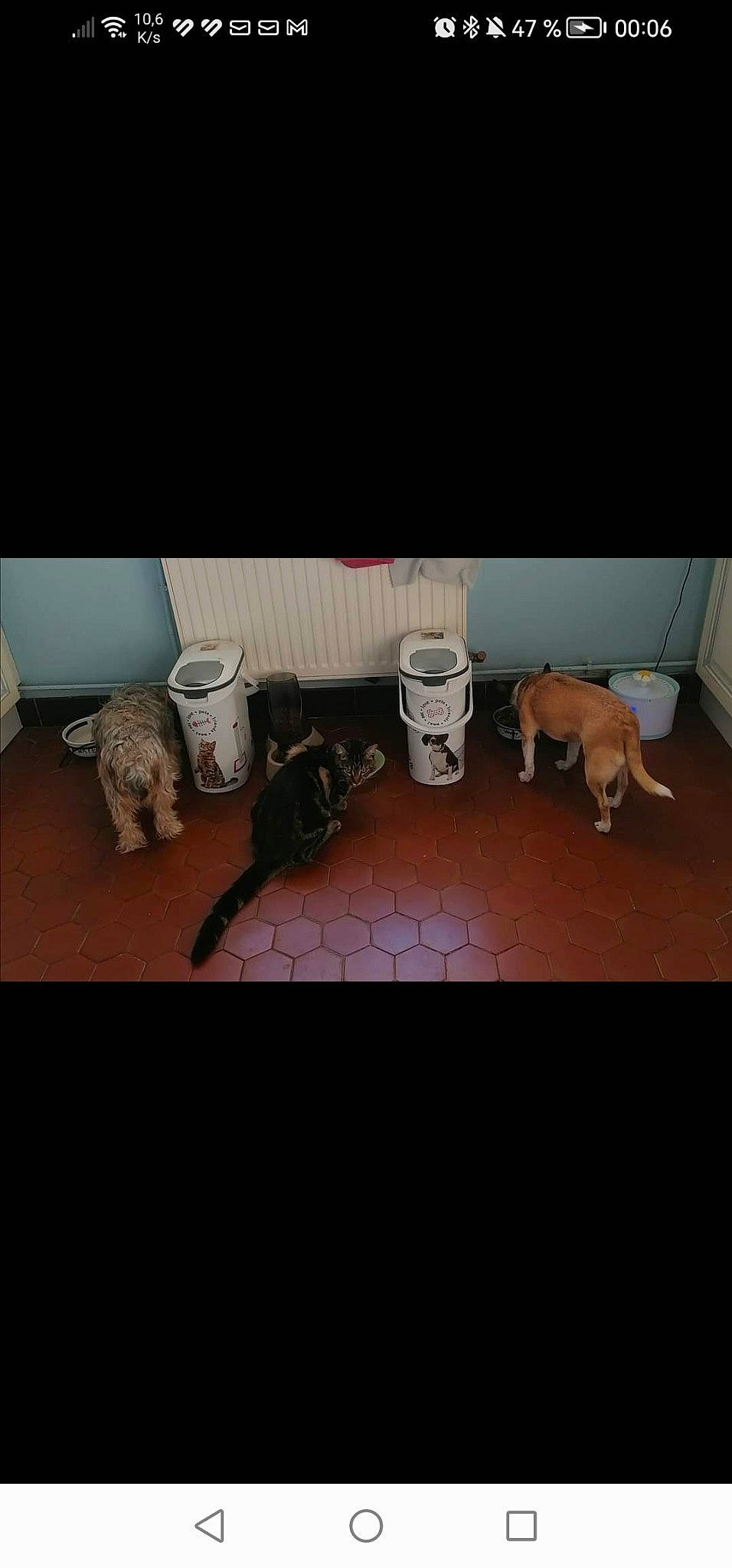 Shypie a rejoint le concours — aidez-le/la à gagner de superbes lots ! carnivore, cat, cloud, companion_dog, dog, electronic_device, eyewear, felidae, floor, flooring, hardwood, mammal, metal, pet_supply, room, small_to_medium_sized_cats, tail, tints_and_shades, toy, wood