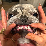 Tyson Aka Grub is registered to the contest to win money with this photo: dog, close_up, teeth, hands, playful, pet, animal, face, nose, fingers, rings, indoor, expression, cute, whiskers, mouth, pink, skin, fur, domestic