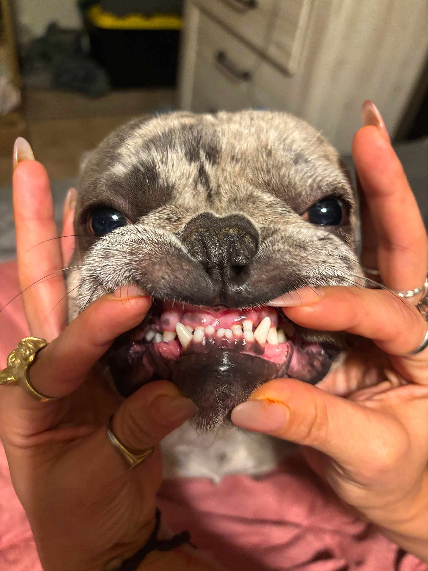 Tyson Aka Grub is registered to the contest to win money with this photo: dog, close_up, teeth, hands, playful, pet, animal, face, nose, fingers, rings, indoor, expression, cute, whiskers, mouth, pink, skin, fur, domestic