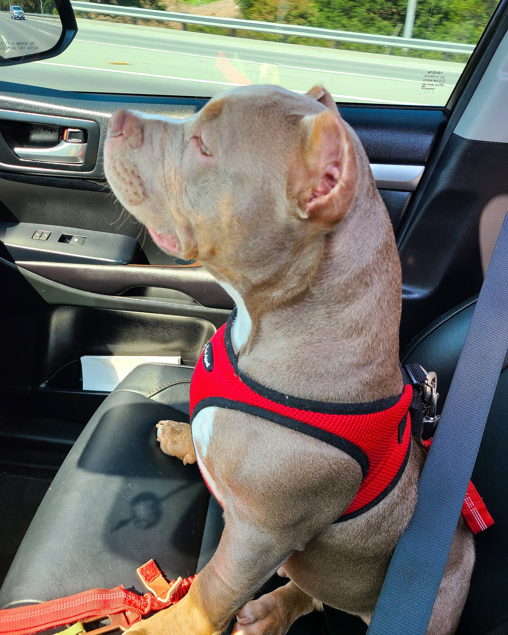 Deebo joined the competition — help win amazing prizes! auto_part, automotive_exterior, automotive_mirror, car, car_seat, car_seat_cover, carnivore, collar, companion_dog, dog, dog_breed, dog_collar, fawn, liver, motor_vehicle, snout, steering_wheel, vehicle, vehicle_door, working_animal