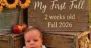 Tuff is registered to the contest to win money with this photo: apples, autumn, baby, child, corn, fall, grass, harvest, infant, mittens, newborn, outdoor, photography, portrait, rustic, seasonal, sitting, striped_outfit, sunflowers, wooden_crates