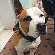 Many participe au concours pour gagner de l'argent avec cette photo : dog, pet, brown_and_white, collar, ears_up, wooden_deck, door, person, pink_towel, outdoor, canine, animal, sitting, close_up, domestic_animal, watchful, fur, paw, snout, companion