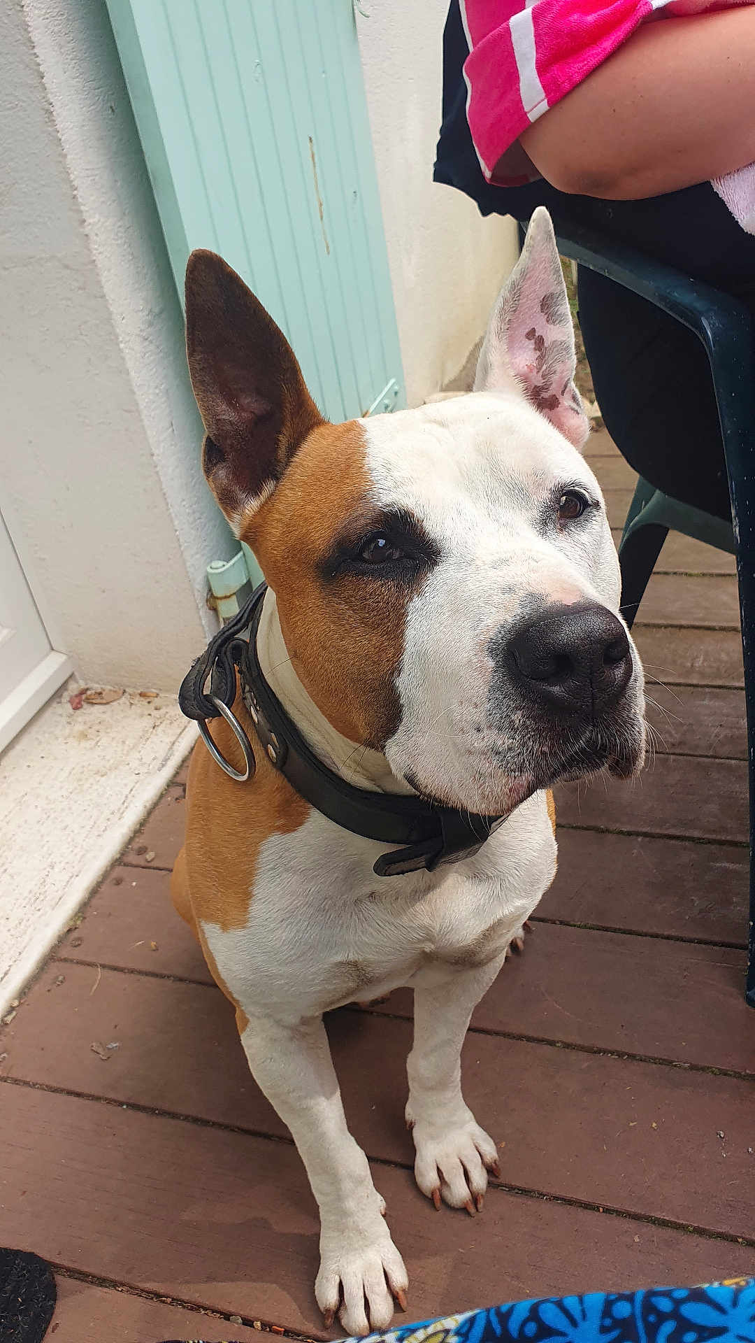 Many participe au concours pour gagner de l'argent avec cette photo : dog, pet, brown_and_white, collar, ears_up, wooden_deck, door, person, pink_towel, outdoor, canine, animal, sitting, close_up, domestic_animal, watchful, fur, paw, snout, companion