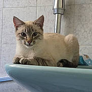 Alaska participe au concours pour gagner de l'argent avec cette photo : animal, bathroom, cat, close_up, curious, cute, domestic, ears, faucet, feline, fur, indoor, looking, paws, pet, relaxed, resting, sink, tile_wall, whiskers