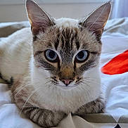 Alaska a rejoint le concours — aidez-le/la à gagner de superbes lots ! cat, blue_eyes, indoor, bed, window, curious, pet, animal, feline, whiskers, ears, fur, lying_down, closeup, domestic_cat, resting, cute, soft_light, background, cozy