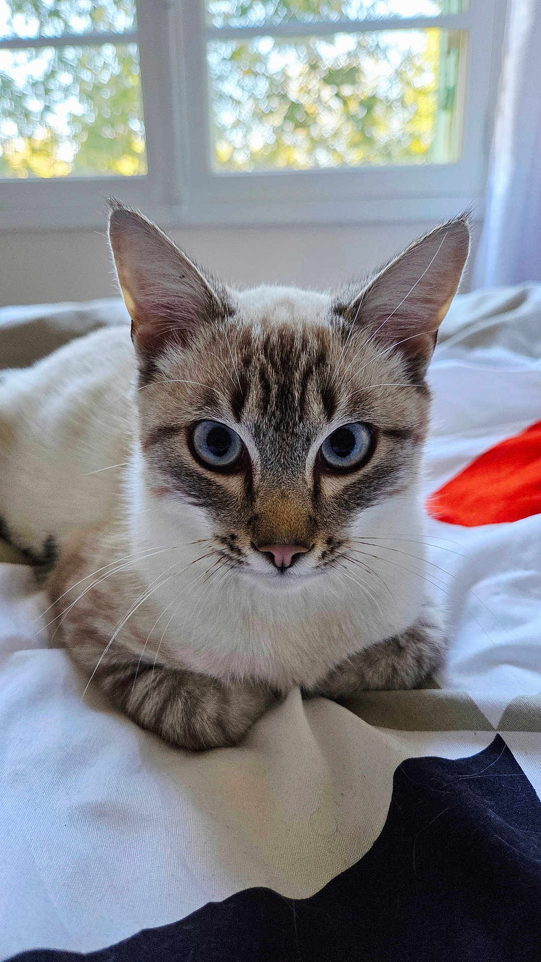 Alaska a rejoint le concours — aidez-le/la à gagner de superbes lots ! cat, blue_eyes, indoor, bed, window, curious, pet, animal, feline, whiskers, ears, fur, lying_down, closeup, domestic_cat, resting, cute, soft_light, background, cozy