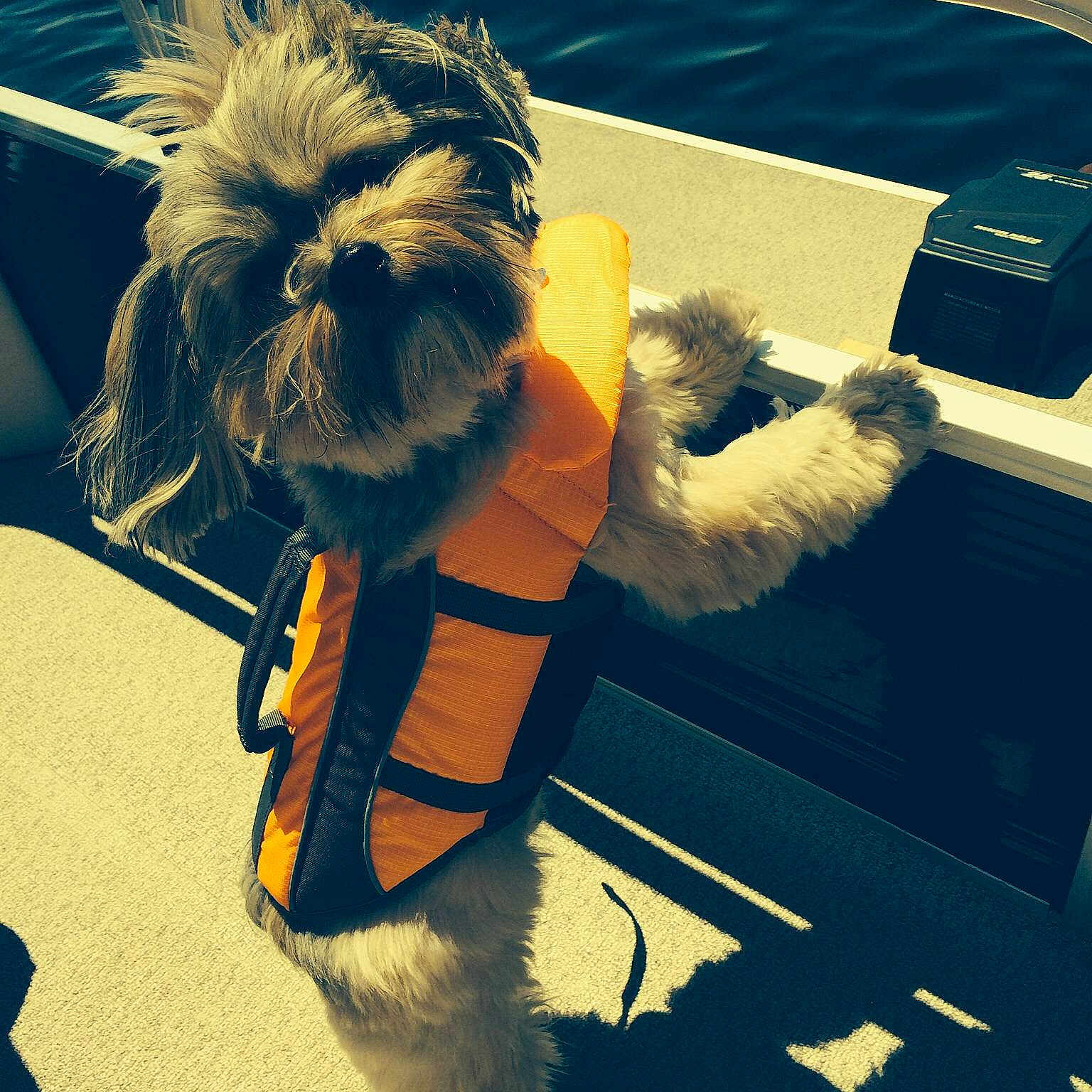 Jagger is registered to the contest to win money with this photo: