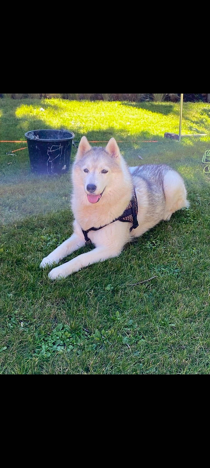 Baghera a rejoint le concours — aidez-le/la à gagner de superbes lots ! canidae, canis, carnivore, companion_dog, dog, dog_breed, dog_supply, fawn, fur, grass, pet_supply, plant, sled_dog, snout, spitz, sporting_group, tail, waste_container, working_animal, working_dog