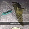 Bandit is registered to the contest to win money with this photo: bed, cat, container, cozy, cute, domestic_cat, feline, food, furniture, ice_cream, indoor, pet, quilt, relaxed, remote_control, resting, sleeping, spoon, striped, tabby_cat