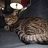 Bandit joined the competition — help win amazing prizes! animal, cat, couch, cozy, domestic_cat, feline, furniture, home, indoor, lamp, living_room, pet, quiet, relaxing, resting, sleeping, sofa, striped, tabby_cat, tail