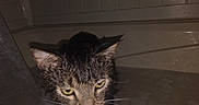 Bandit is registered to the contest to win money with this photo: animal, bath, bathtub, cat, closeup, displeased, domestic, ears, face, feline, fur, grumpy, indoor, moist, pet, reflection, tiles, water, wet, whiskers