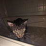 animal, bath, bathtub, cat, closeup, displeased, domestic, ears, face, feline, fur, grumpy, indoor, moist, pet, reflection, tiles, water, wet, whiskers
