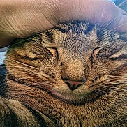 Bandit joined the competition — help win amazing prizes! animal, cat, closeup, companion, content, cozy, cute, domestic, face, feline, fur, hand, indoor, love, pet, relaxed, sleepy, tabby, touch, whiskers