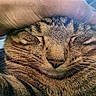 animal, cat, closeup, companion, content, cozy, cute, domestic, face, feline, fur, hand, indoor, love, pet, relaxed, sleepy, tabby, touch, whiskers