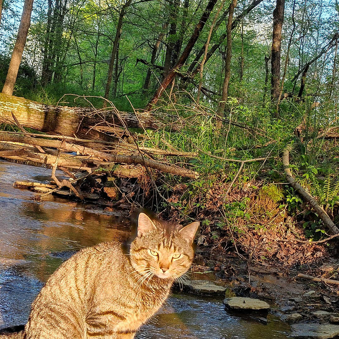 Bandit