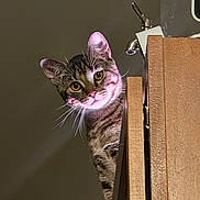 Karmen is registered to the contest to win money with this photo: cat, tabby_cat, peeking, curious, whiskers, ears, wooden_surface, indoor, pet, animal, feline, closeup, face, looking, portrait, cute, domestic_animal, fur, attention, background