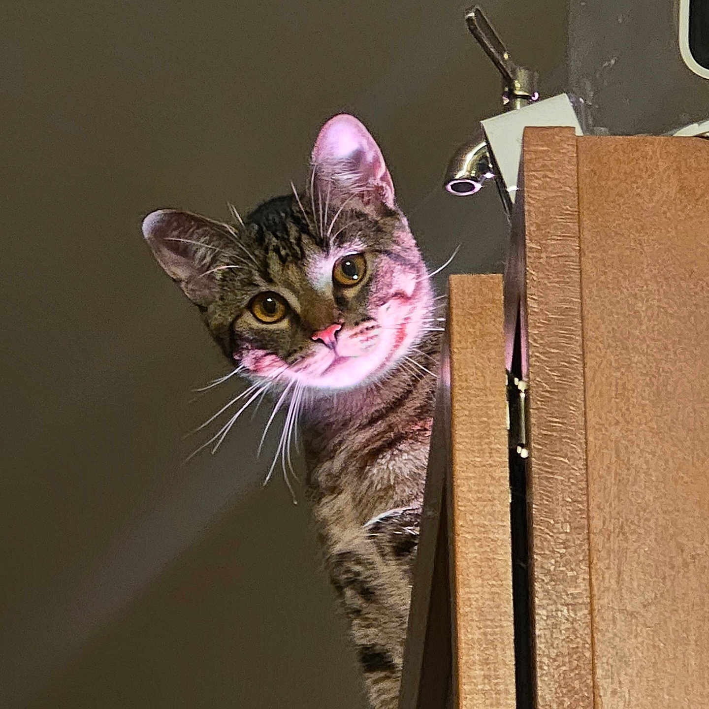 Karmen is registered to the contest to win money with this photo: cat, tabby_cat, peeking, curious, whiskers, ears, wooden_surface, indoor, pet, animal, feline, closeup, face, looking, portrait, cute, domestic_animal, fur, attention, background