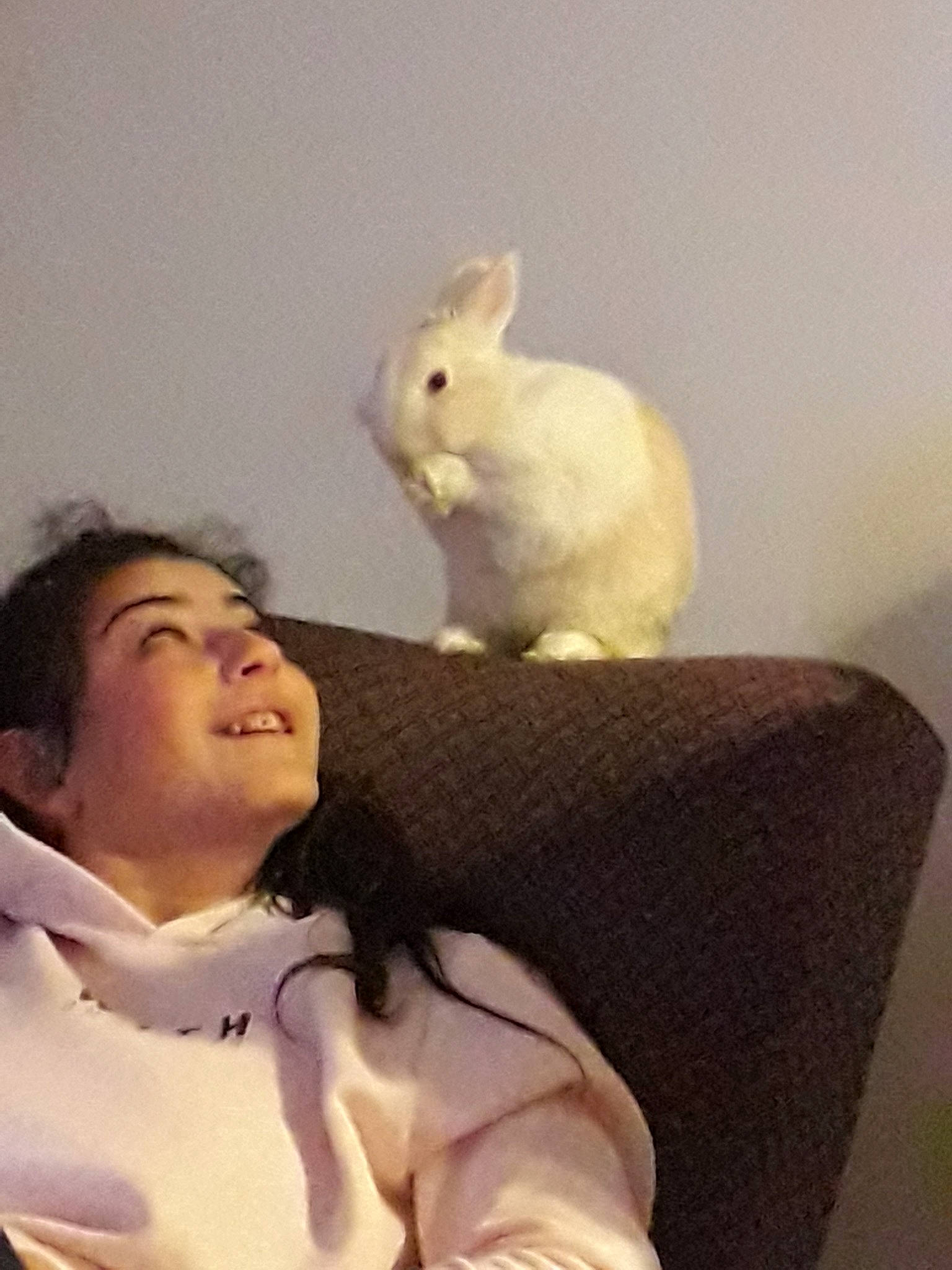 Cappuccino a rejoint le concours — aidez-le/la à gagner de superbes lots ! domestic_rabbit, ear, mammal, person, rabbit, rabits_and_hares, whiskers