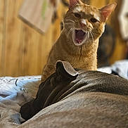 Harley joined the competition — help win amazing prizes! cat, dog, bed, indoor, yawning, orange_tabby, resting, wood_paneling, blanket, cozy, pet, animal, fur, domestic, sleeping, comfortable, household, companion, relaxing, feline