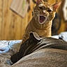 cat, dog, bed, indoor, yawning, orange_tabby, resting, wood_paneling, blanket, cozy, pet, animal, fur, domestic, sleeping, comfortable, household, companion, relaxing, feline