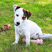 After participe au concours pour gagner de l'argent avec cette photo : animal, brown, chew_toy, curious, cute, dog, ears, grass, green, nature, outdoor, pet, playful, puppy, sitting, stuffed_animal, summer, toy, white, young