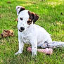 animal, brown, chew_toy, curious, cute, dog, ears, grass, green, nature, outdoor, pet, playful, puppy, sitting, stuffed_animal, summer, toy, white, young