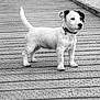 animal, black_and_white, bridge, canine, collar, curious, dog, ears_perked, nature, outdoor, pet, puppy, side_view, small_dog, spot, standing, tail_up, texture, wooden, young_dog