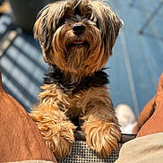 Callie joined the competition — help win amazing prizes! animal, beige, black, brown, chair, closeup, companion, cute, dog, domestic, fluffy, fur, happy, legs, looking_up, outdoor, pet, portrait, shadow, sunlight