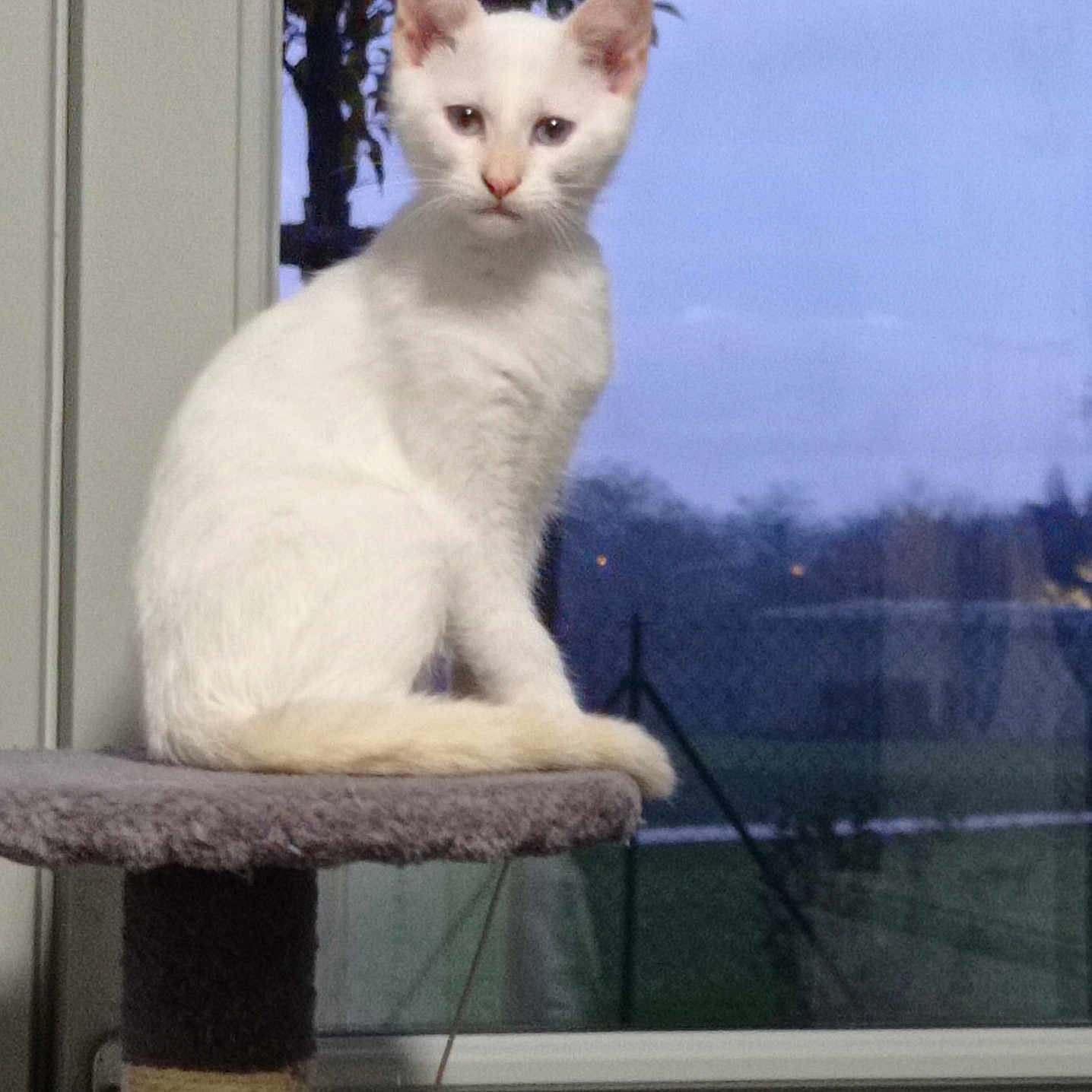 Yoshi participe au concours pour gagner de l'argent avec cette photo : abyssinian, angora, animal, cat, homedecor, kitten, linen, manx, pet, siamese