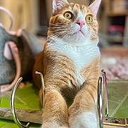 Monkey is registered to the contest to win money with this photo: cat, orange_cat, white_paws, indoor, feline, close_up, paws, binder, green_binder, relaxed, curious, whiskers, fur, pet, domestic_cat, household, cute, animal, tabby, resting