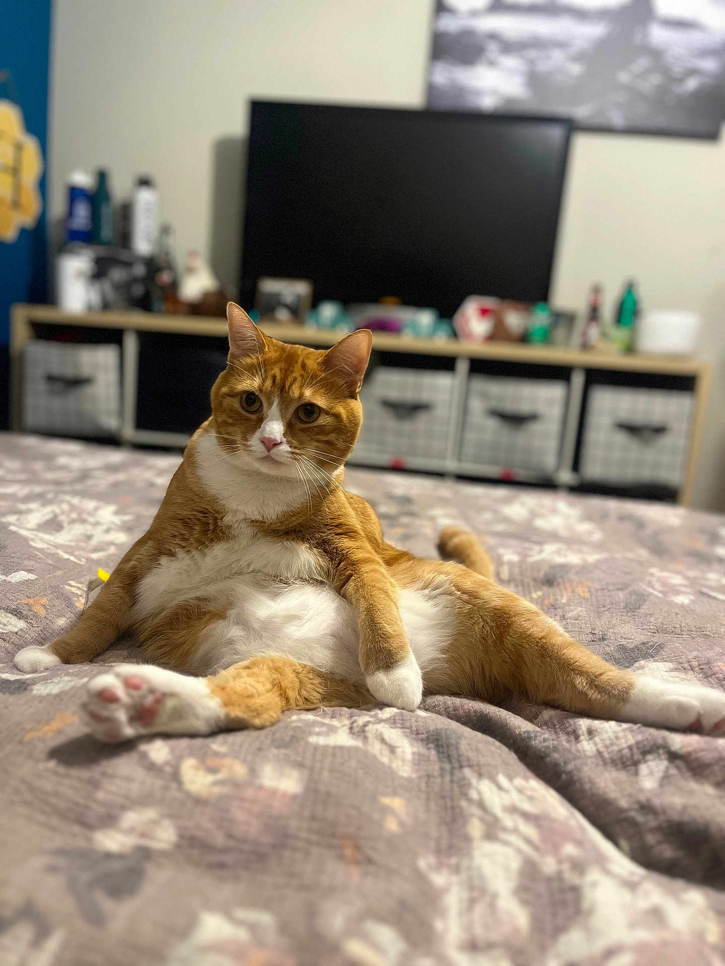 Monkey is registered to the contest to win money with this photo: cat, orange_cat, white_cat, pet, indoor, bed, furniture, relaxed, cute, animal, tabby, domestic_cat, lying_down, paw, whiskers, ears, face, looking, home, cozy