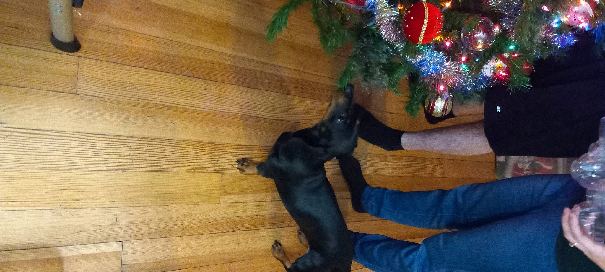 Chase is registered to the contest to win money with this photo: carnivore, christmas_decoration, christmas_ornament, christmas_tree, comfort, companion_dog, dog, dog_breed, event, fawn, flooring, hardwood, holiday, holiday_ornament, ornament, plank, tail, wood, wood_stain, working_animal