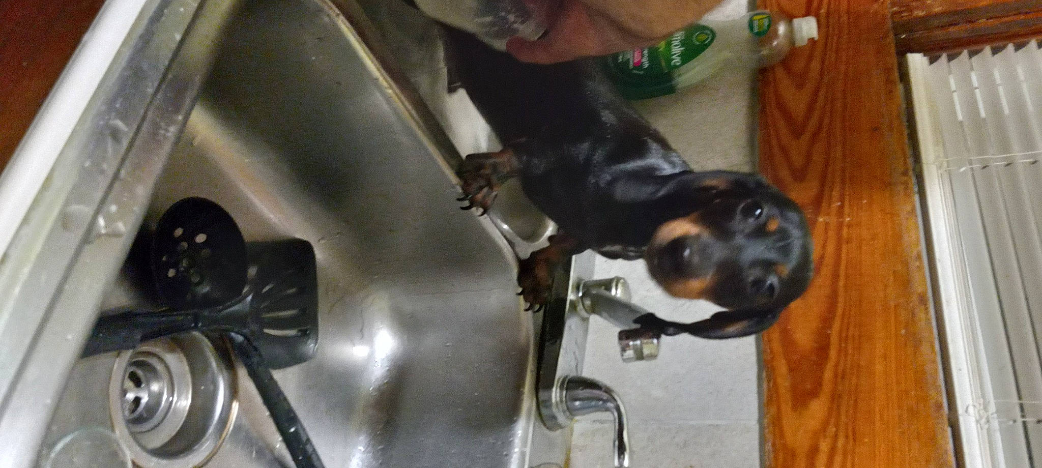 Chase is registered to the contest to win money with this photo: auto_part, black, canidae, carnivore, companion_dog, dog, dog_breed, fluid, gas, guard_dog, machine, metal, nail, plumbing, plumbing_fixture, sink, sporting_group, tap, working_animal, working_dog