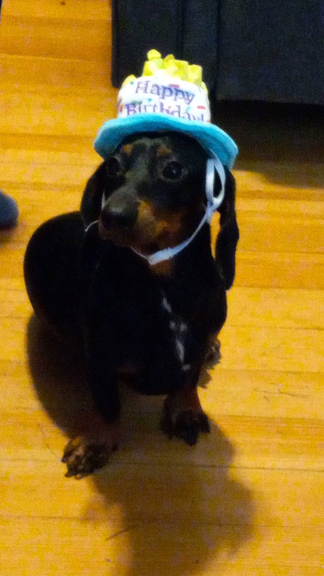 Chase is registered to the contest to win money with this photo: canidae, cap, carnivore, companion_dog, costume_hat, dog, dog_breed, dog_supply, fashion_accessory, fawn, flooring, hardwood, hat, pet_supply, snout, sporting_group, tail, toy, wood, working_animal