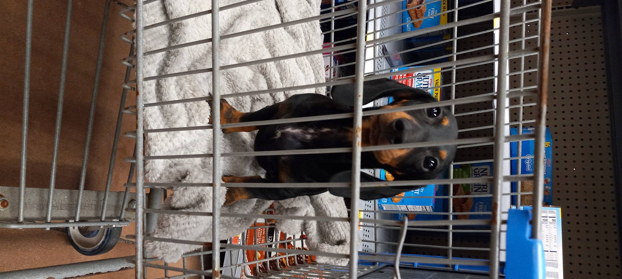 Chase joined the competition — help win amazing prizes! animal_shelter, cage, canidae, carnivore, composite_material, dog, dog_breed, dog_crate, dog_supply, engineering, gas, kennel, machine, mesh, metal, pet_supply, service, snout, sporting_group, working_animal